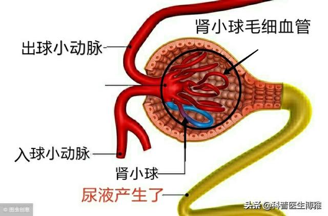 医生大白话：关于过敏性紫癜，最基本的知识你应该知道···