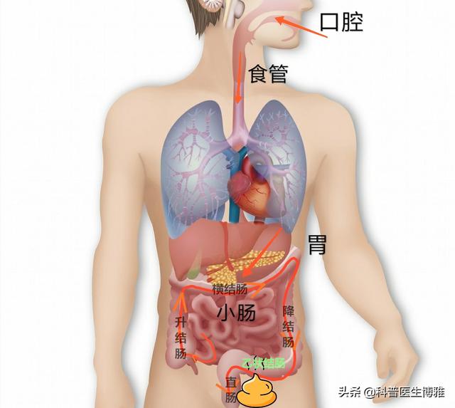 为什么便秘，怎么解决便秘，医生终于说透了。